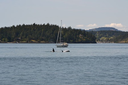 10 Tips for Whale Watching in Washington