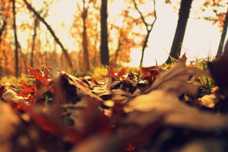 Let it Burn: A Few Safety Tips to Think About During Fire Season
