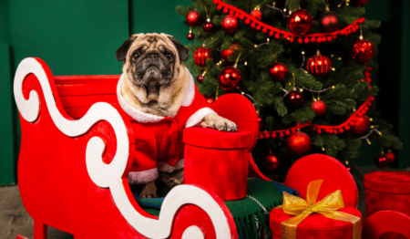 Pet Photos With Santa in Edmonton 2019