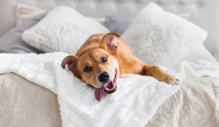 10 Home Cleaning Tips Every Pet Owner Should Know