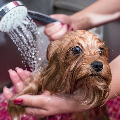 Home trend: Dog showers