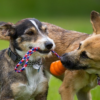 A win-win for you and your pet: Doggie daycare in Indianapolis