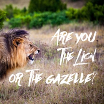 Are you the gazelle or lion this morning?