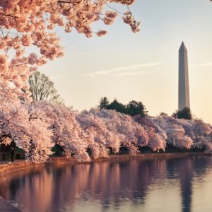 Inside Washington, D.C.’s National Cherry Blossom Festival: Blooming with Beauty, Energy, Luxury Real Estate