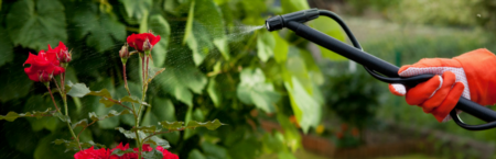 4 Simple Pesticides for Your Garden