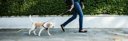 Is Your Neighborhood Pet Friendly? Here’s How to Tell!