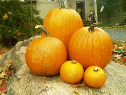 It's Pumpkin Season, Again In DC