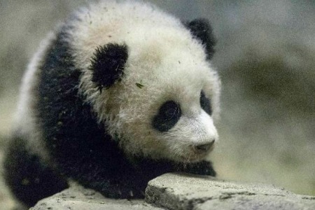 You Can Live With Bao Bao in Woodley Park