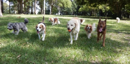 Discover the Best Dog Parks in Sound Shore: A Guide for Homeowners and Buyers