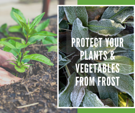 How to Protect Your Plants from Frost