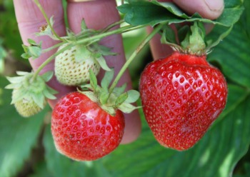 Sweet Berry Farm Provides Fun Strawberry Picking