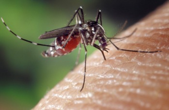 Things to Know about Mosquitoes in Lake Travis