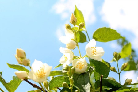Adding Trees and Shrubbery Before Selling: Is it Necessary?