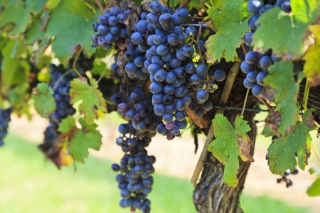 The Best Vineyards in Alexandria