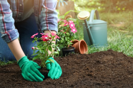 Help Your Garden Survive This Summer With These Gardening Tips 