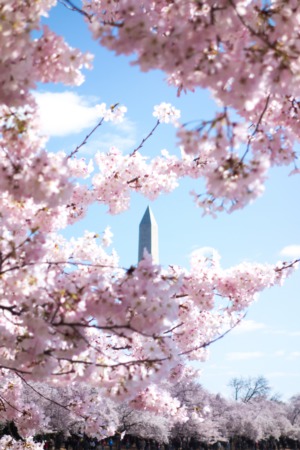 The 2020 National Cherry Blossom Festival