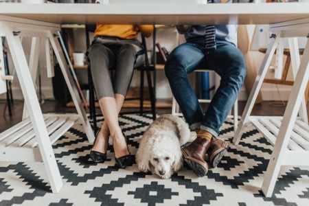 HOW TO PET PROOF YOUR RENTAL OR HOME