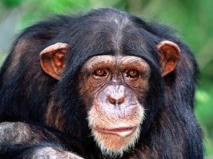 Suncoast Primate Sanctuary