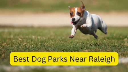 The Best Dog Parks Near Raleigh