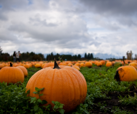 Magic & Memories at These 7 Fun, Family Friendly Pumpkin Patches!