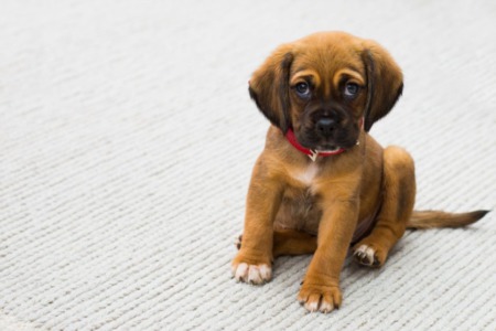 National Love Your Pets Day