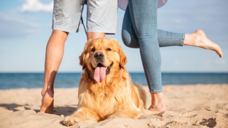 Top Pet-Friendly Things To Do Along The Grand Strand