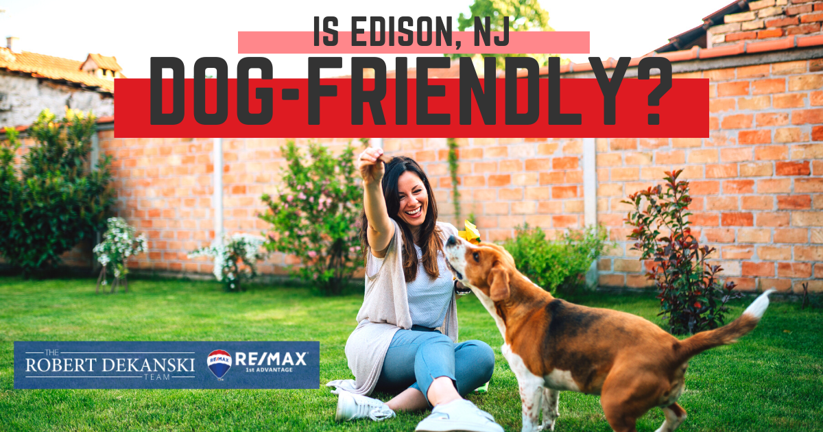 Is Edison Dog Friendly The Best Places to Take Your Dog in