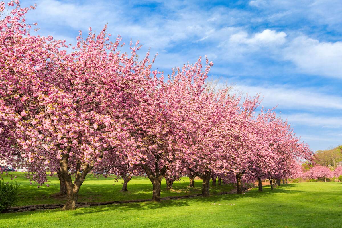 Cherry Blossoms in New Jersey: Enjoy the Spring Beauty