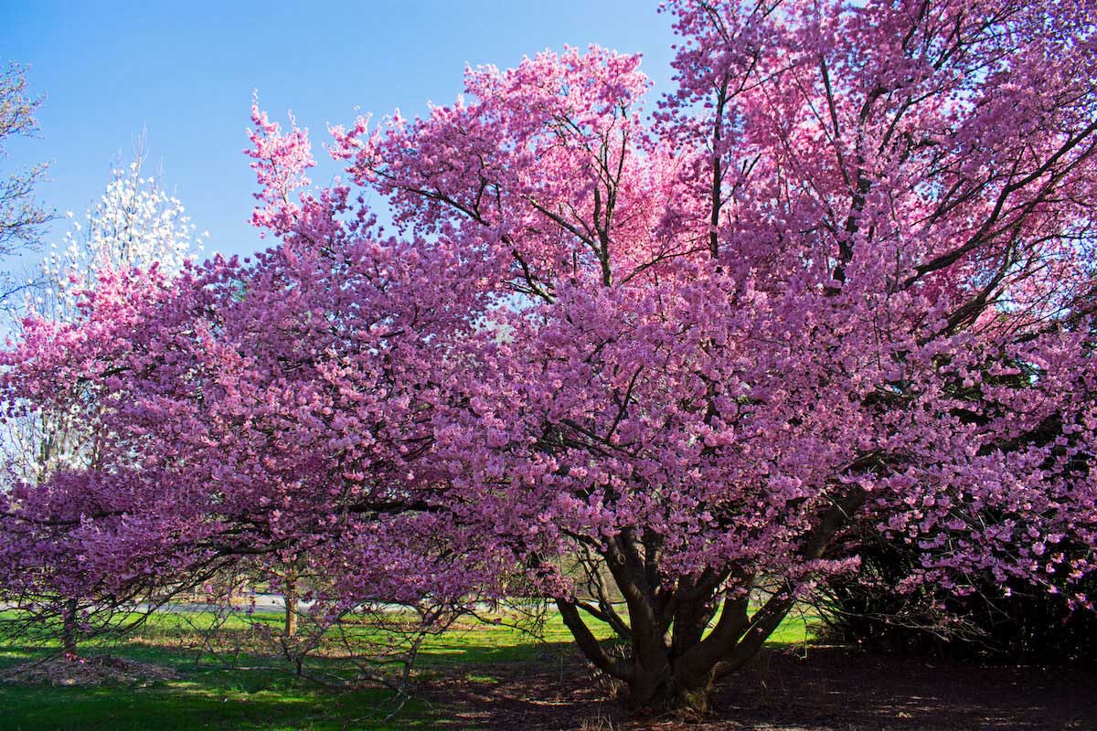 Cherry Blossoms in New Jersey: Enjoy the Spring Beauty