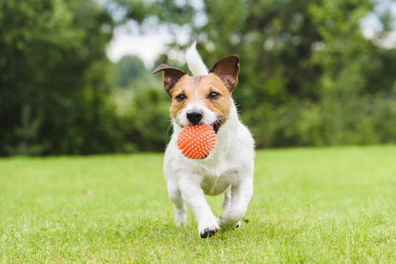 DogFriendly Parks, Restaurants & Hotels Near You in Newark