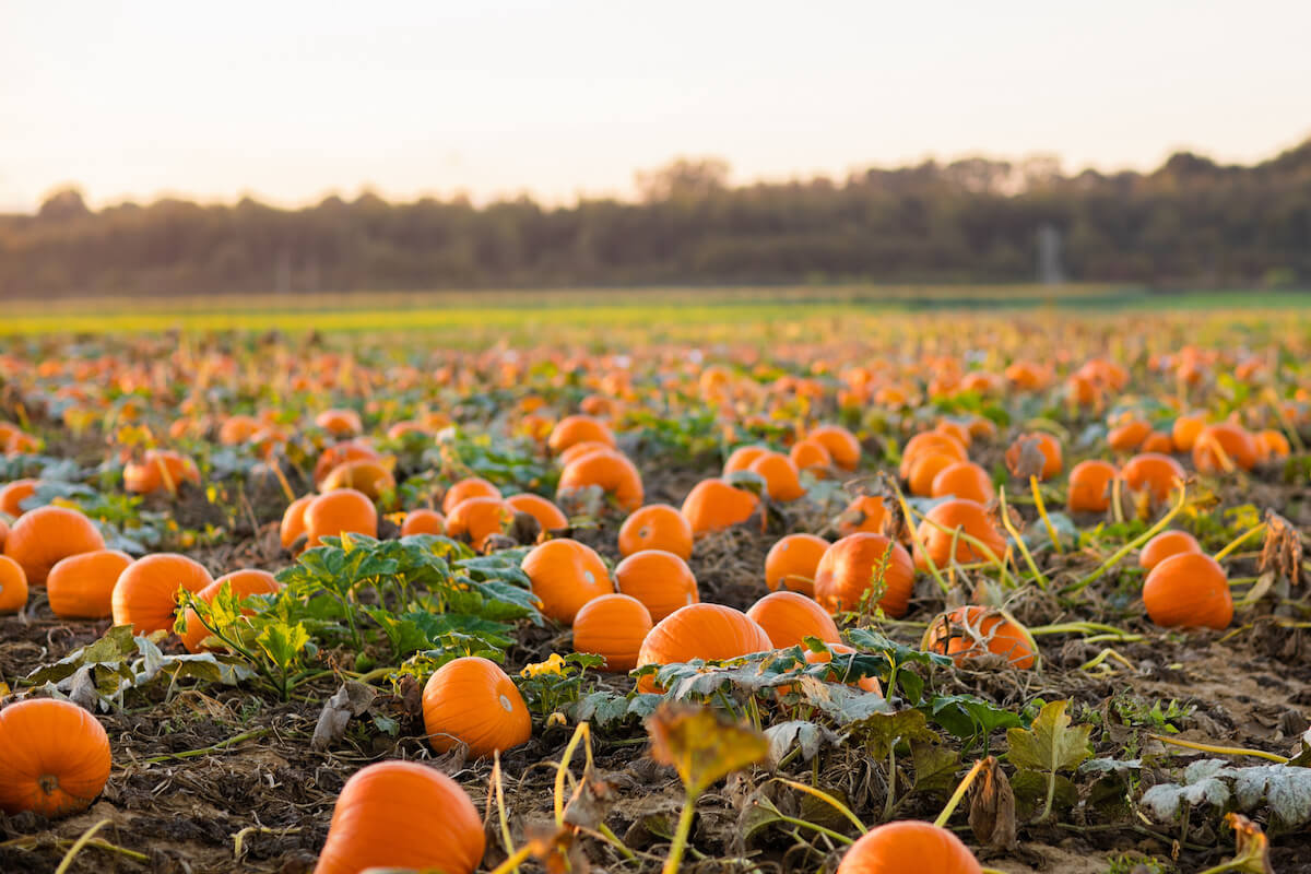 10 Best Farms in NJ to Visit: U-Pick, Markets & Activities