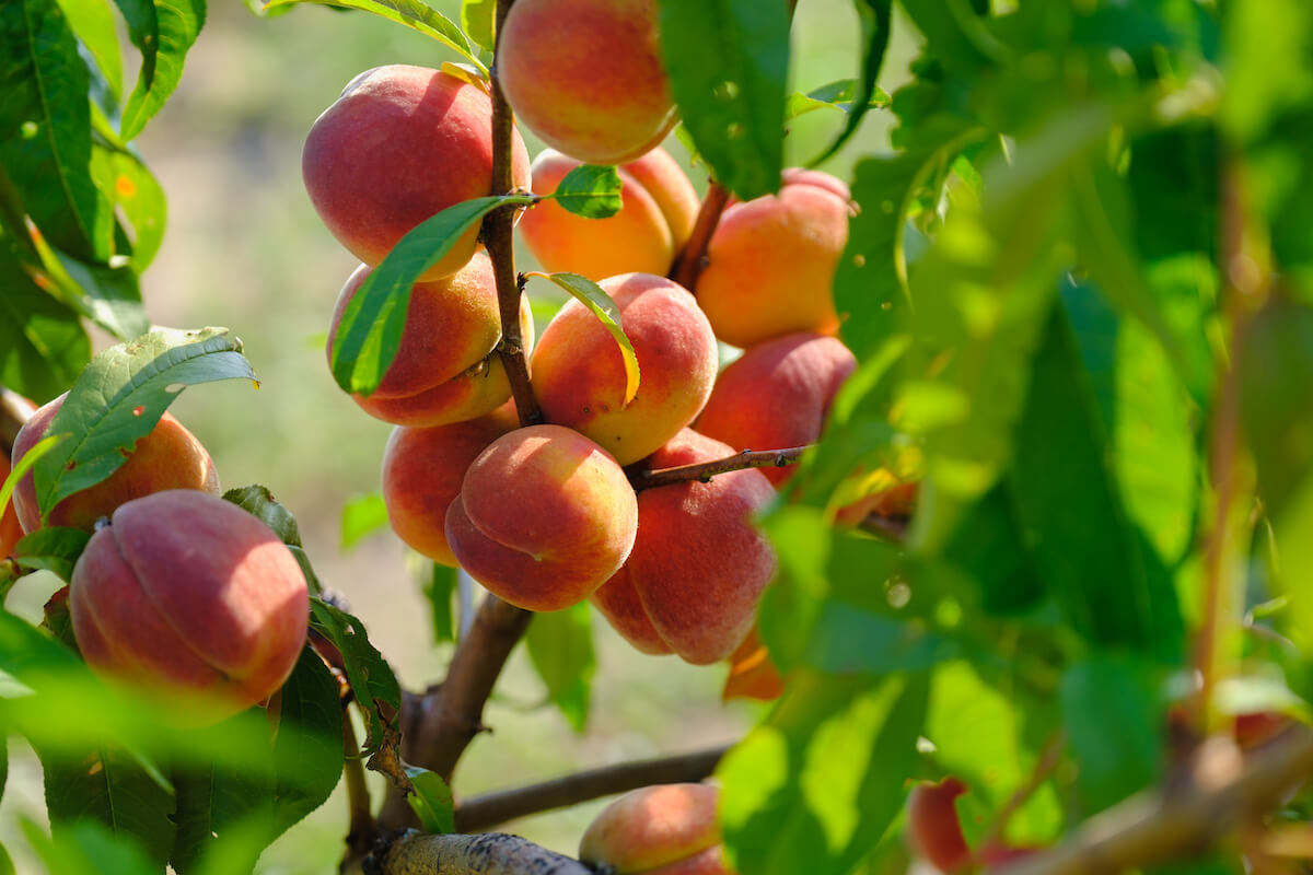 9 Best Peach Farms In Nj Where To Pick Peaches In New Jersey