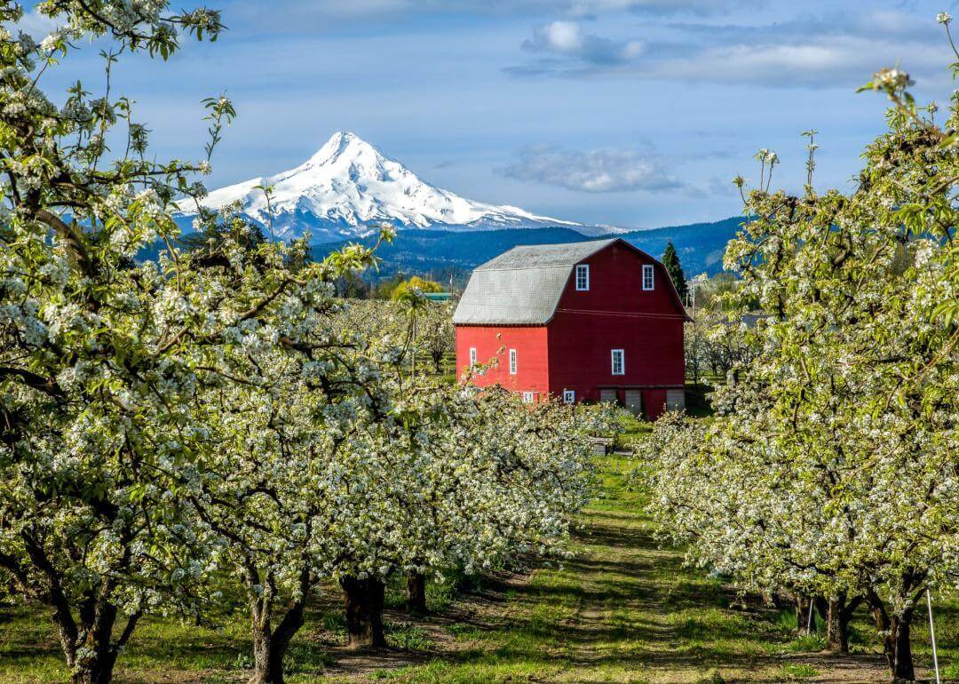 Red barn in Hood River Valley surrounded by pear blossoms