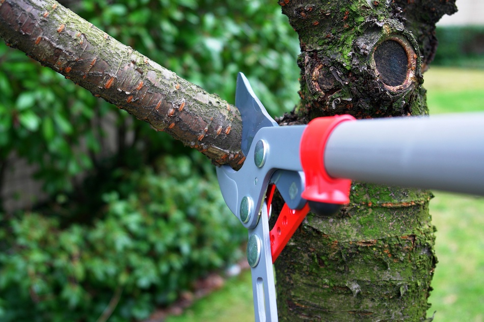Pruning Trees Safety