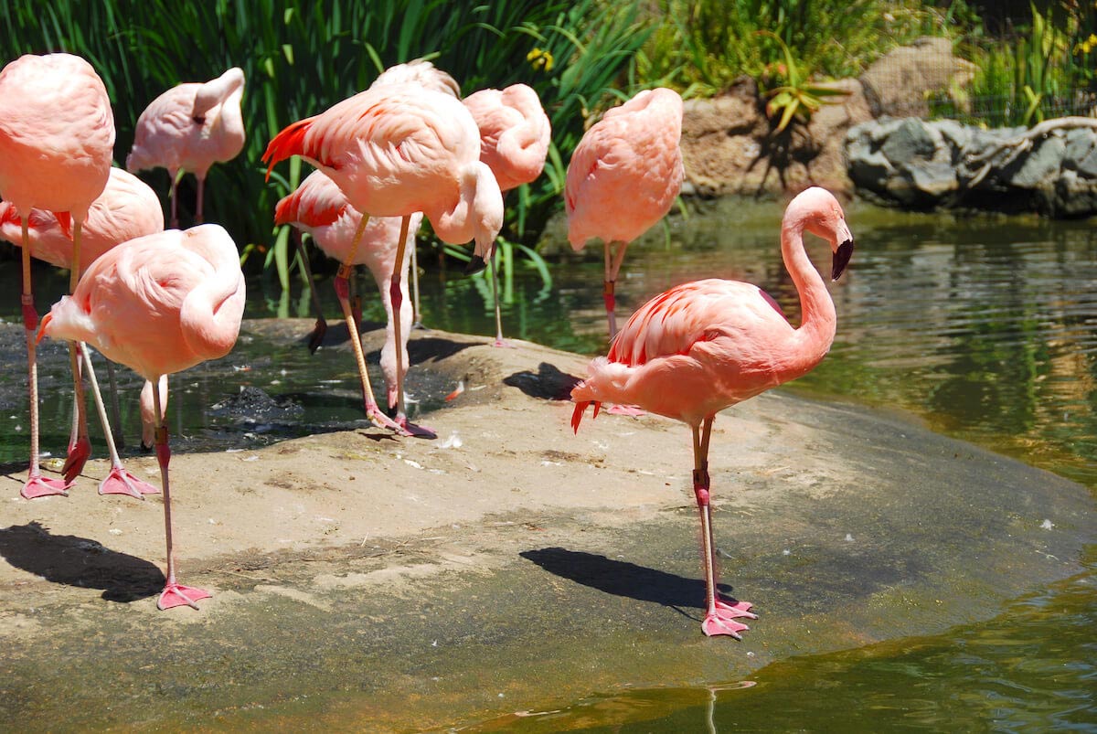 There Are Flamingos in Turtle Back Zoo in West Orange NJ
