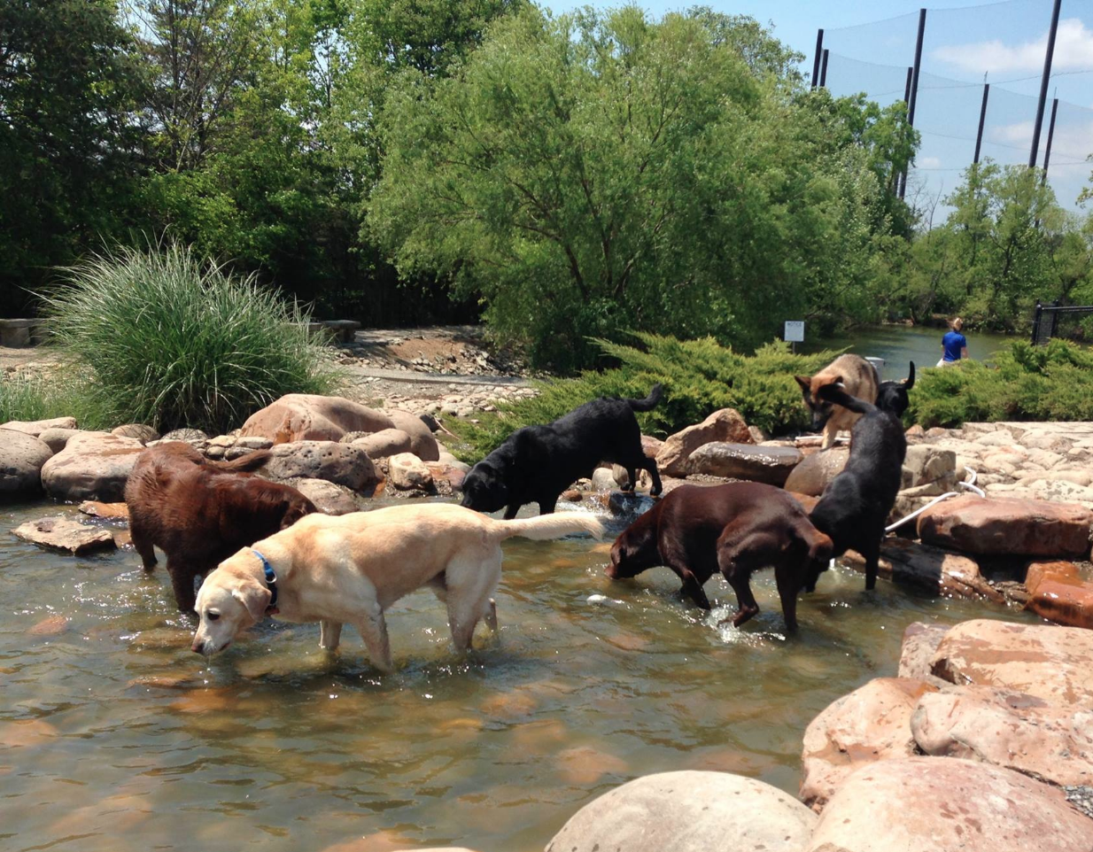 Off-Leash Dog Parks in Louisville, KY - BringFido