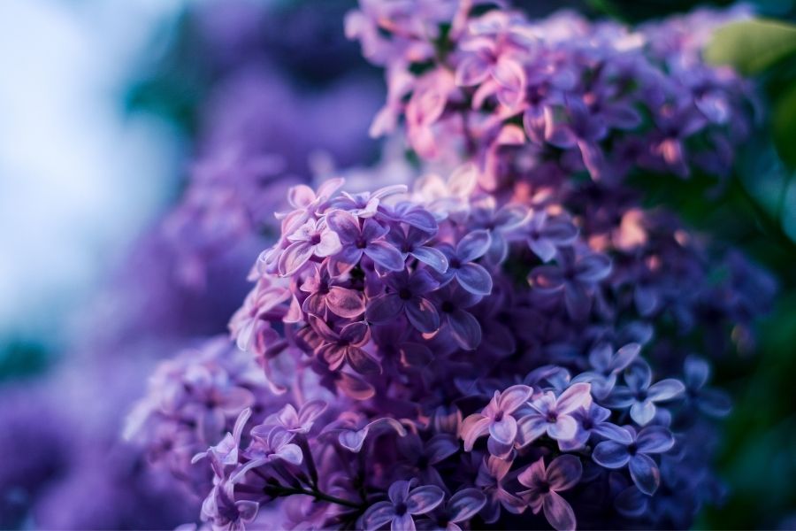Lilac Festival