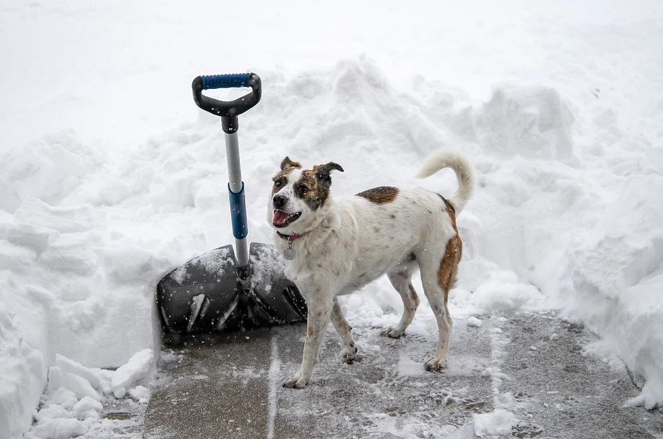 snow shovel dog