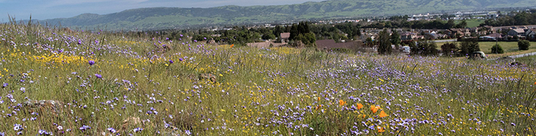 Gilroy - Wild Flowers