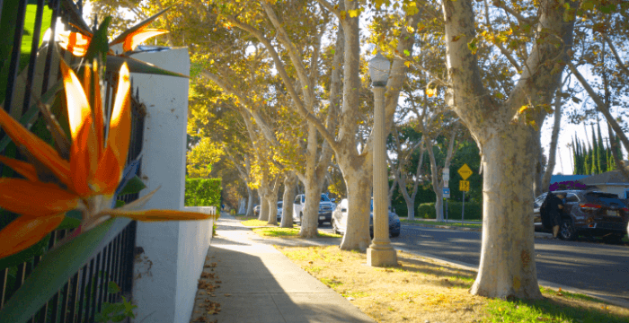 Studio City Neighborhood