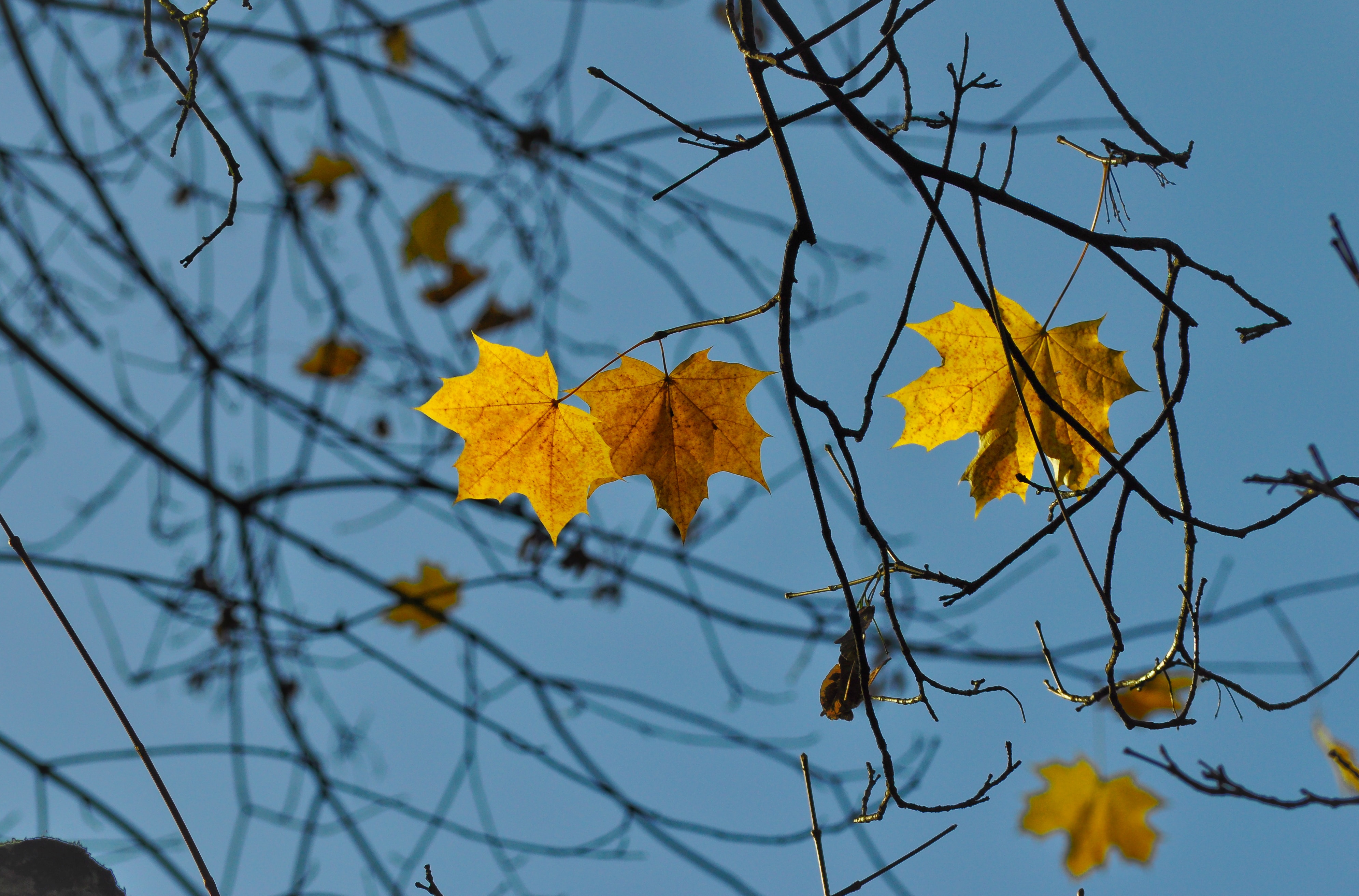 Leaves on a tree in fall