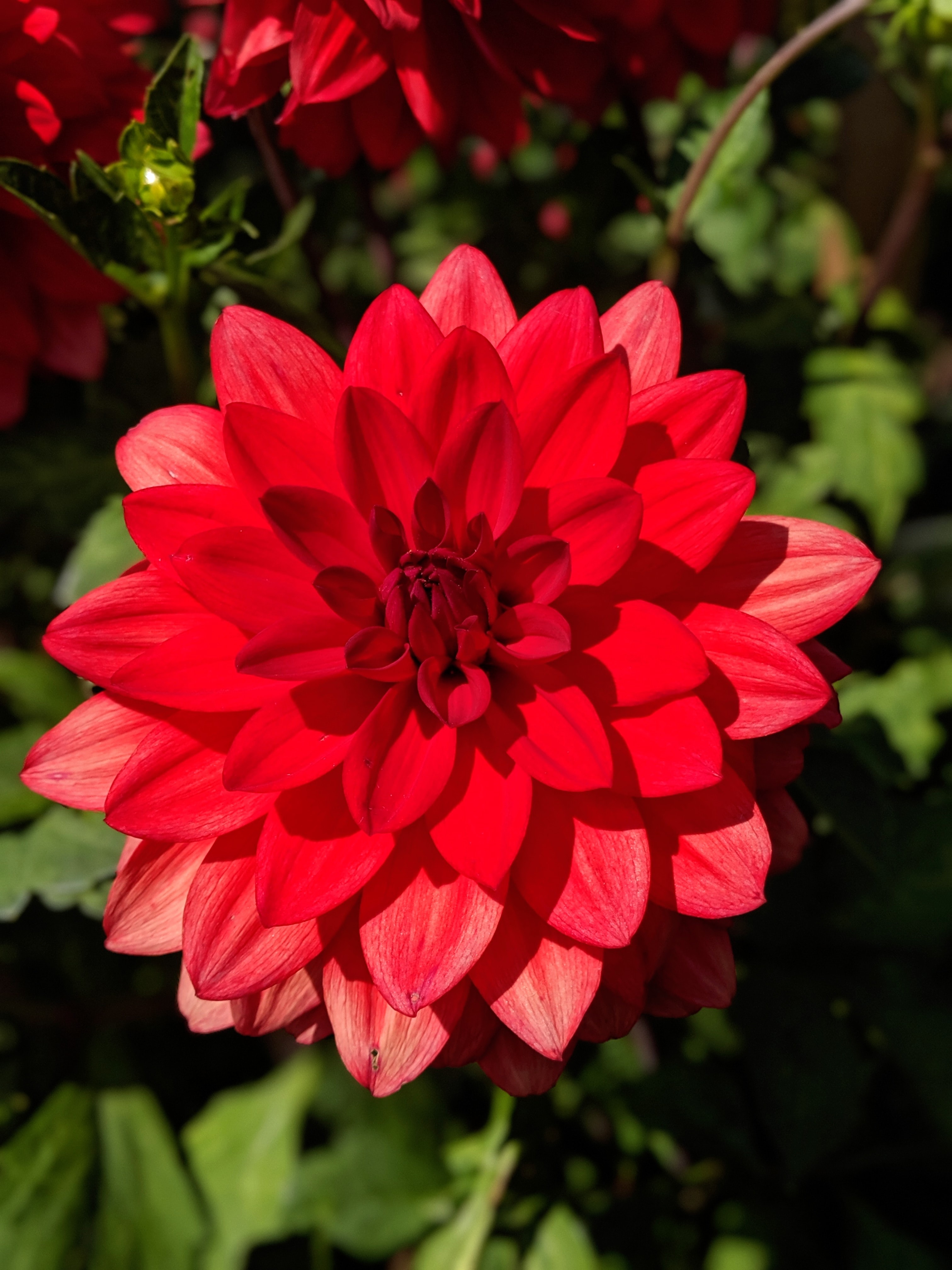 red flower close-up shot