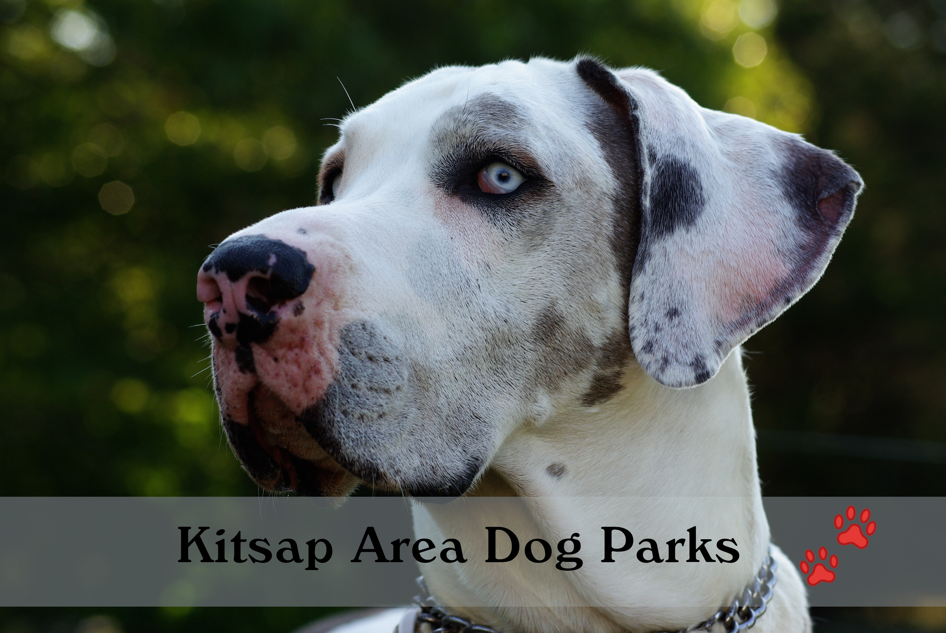 Kitsap Area Dog Parks