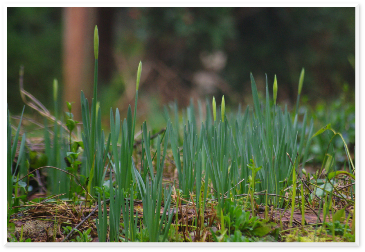 Gardening in Kitsap - Daffodils in February!