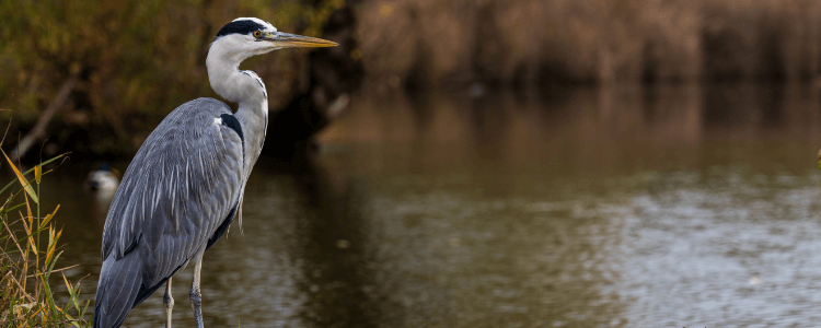 Blue Heron Nature Preserve