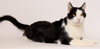 Free Pet Adoption