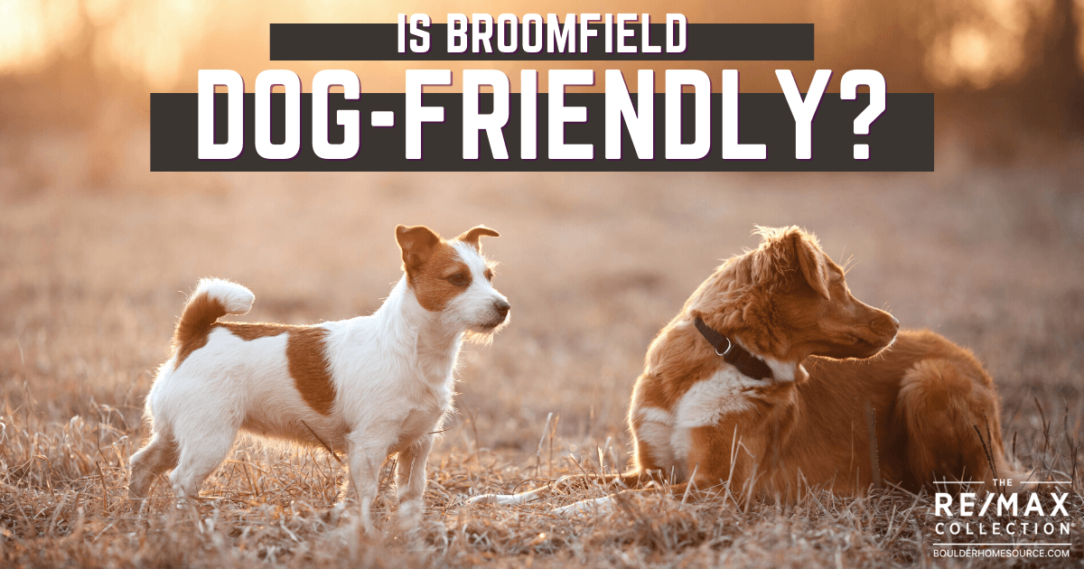 Things to Do With Dogs in Broomfield, CO