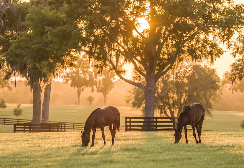 How to Prepare a Home for a Horse