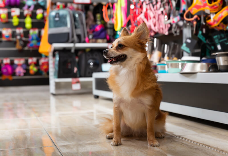 Dog-Friendly Shopping in Superior