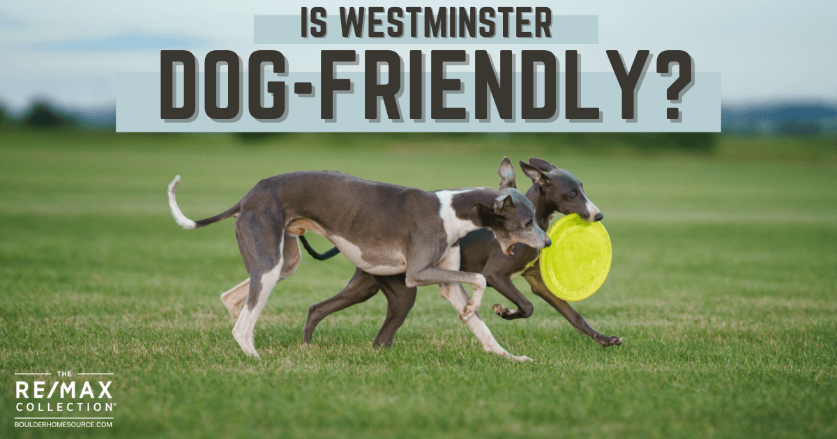 https://assets.site-static.com/userFiles/1183/image/westminster-dog-friendly.jpg